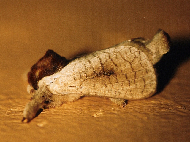 Lebedodes rufithorax